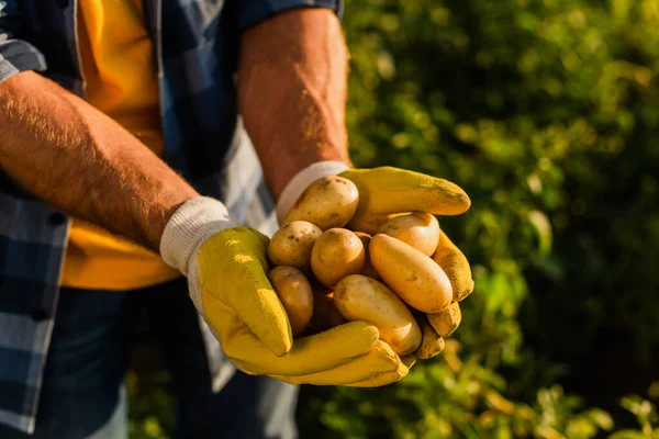 Vista Cortada Fazendeiro Luvas Trabalho Segurando Batatas Frescas Mãos Xícara — Fotografia de Stock