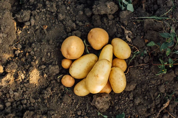 Ovanifrån Potatisknölar Marken Fält — Stockfoto