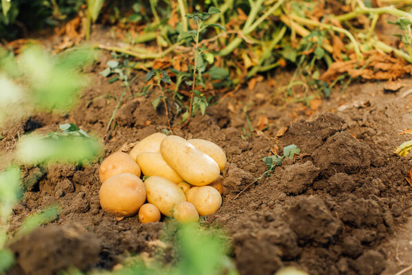 selective focus of fresh potatoes on soil in field