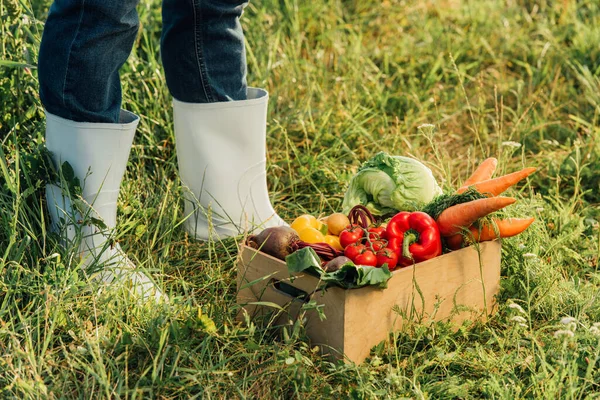 Részleges Kilátás Mezőgazdasági Termelő Gumicsizmában Áll Doboz Közelében Friss Zöldségekkel — Stock Fotó