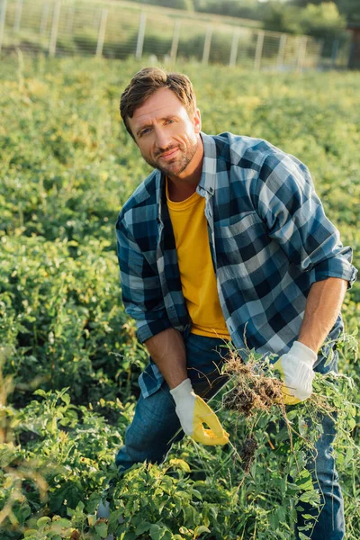 Agricultor Camisa Xadrez Luvas Olhando Para Câmera Enquanto Capina Campo — Fotografia de Stock