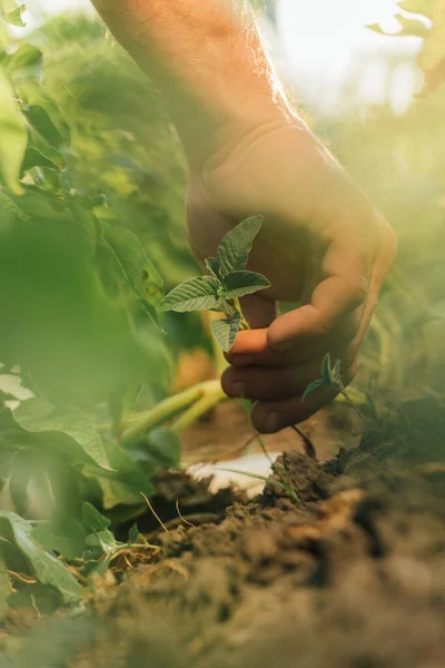 Cropped View Farmer Planting Green Seedling Ground Selective Focus — Stock Photo, Image
