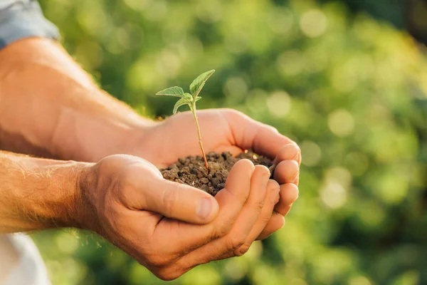 Vista Parcial Del Agricultor Sosteniendo Plántulas Verdes Manos Ahuecadas — Foto de Stock