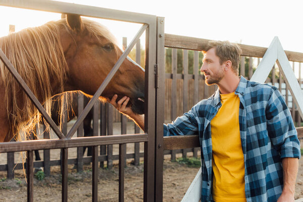 фермер в клетчатой рубашке трогает голову коричневой лошади в загоне на ферме