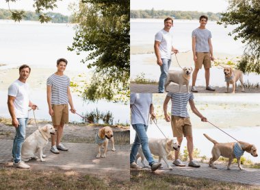 collage of father and son walking with golden retrievers near lake  clipart