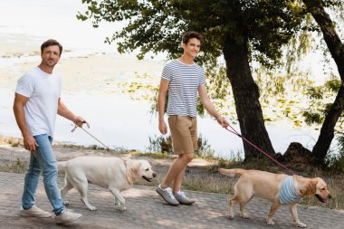 father and son holding leashes while walking with golden retrievers near lake  clipart