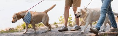 Gölün yanında Golden Retriever 'larla yürürken baba ve oğulun tasma taktığı görüntüler, panoramik çekim. 