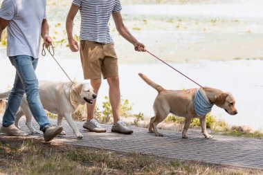 Gölün kenarında Golden Retriever 'larla yürürken ellerinde tasmayla gezen baba ve gencin kesikli görüntüsü. 