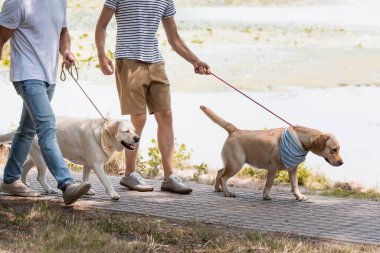 cropped view of father and teenager son holding leashes while walking with golden retrievers near lake  clipart
