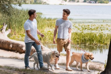 father and son looking at each other and holding leashes while walking with golden retrievers near lake  clipart