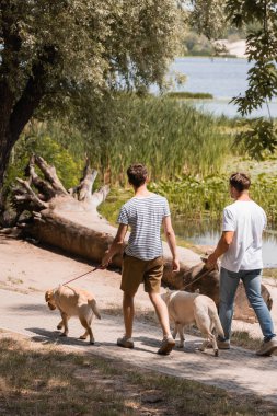 back view of father and teenager son holding leashes while walking with golden retrievers near lake  clipart