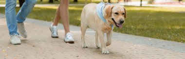 panoramic crop of father and teenager son walking with golden retriever on asphalt  clipart