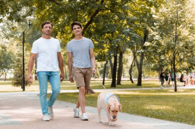 Baba ve oğul asfalt üzerinde Golden retriever ile yürüyorlar. 