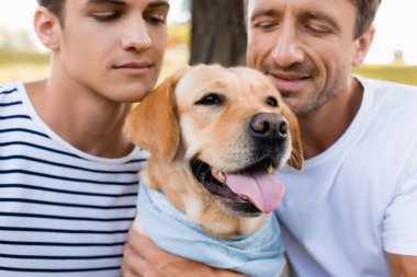 Baba ve oğul Golden Retriever 'a bakıyorlar.