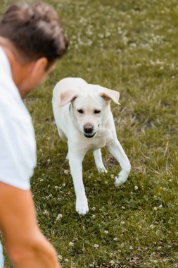 İnsanların yanında çimlerde koşan köpeklerin seçici odak noktası 