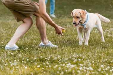Parkta köpeğin yanında top tutan genç bir çocuğun görüntüsü. 