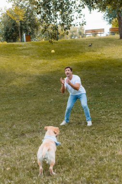Beyaz tişörtlü ve kot pantolonlu bir adam Golden Retriever yakınlarında hava topu atıyor.