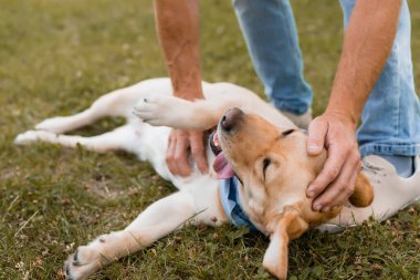 Kırpılmış insan manzarası çimlerin üzerinde Golden Retriever 'a sarılıyor