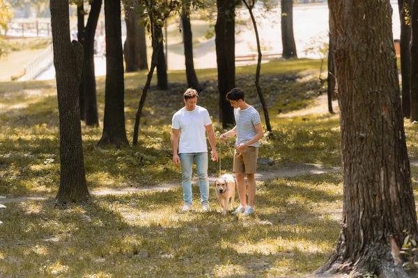 Father Teenager Son Looking Golden Retriever Park — Stock Photo, Image