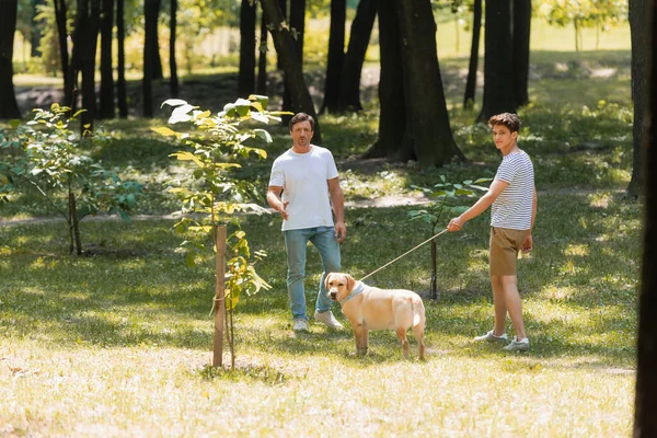 公園で黄金のレトリバーと歩いている間に10代の息子の近くの父親は — ストック写真