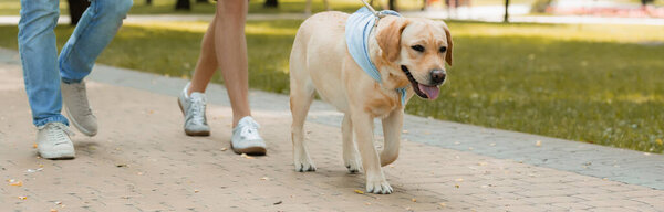 panoramic crop of father and teenager son walking with golden retriever on asphalt 