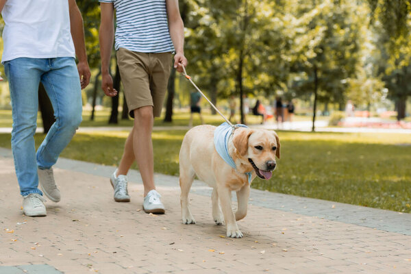 cropped view of father and teenager son walking with golden retriever on asphalt 