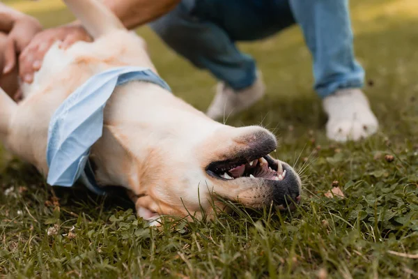 Cropped View Father Son Cuddling Golden Retriever Grass — Stock Photo, Image