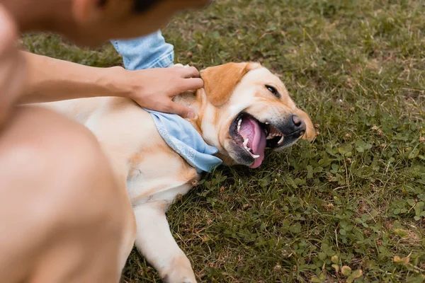 Selective Focus Teenager Boy Cuddling Golden Retriever Grass — Stock Photo, Image