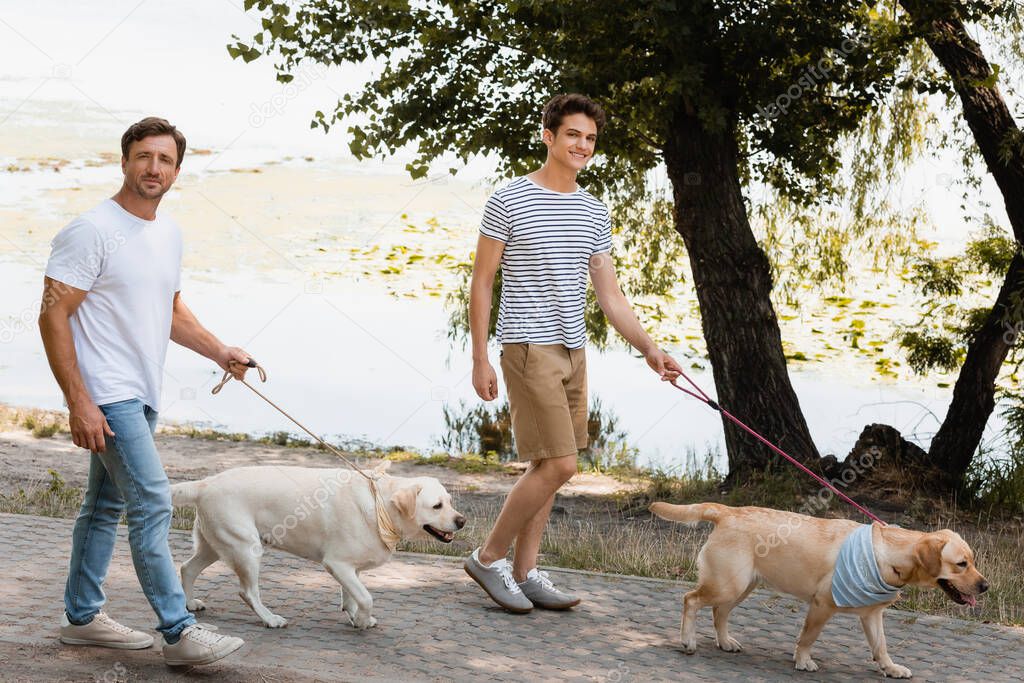 father and son holding leashes while walking with golden retrievers near lake 