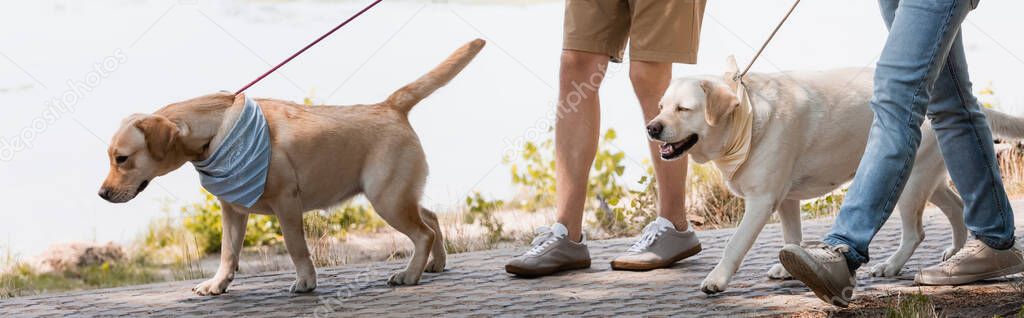 cropped view of father and son holding leashes while walking with golden retrievers near lake, panoramic shot 