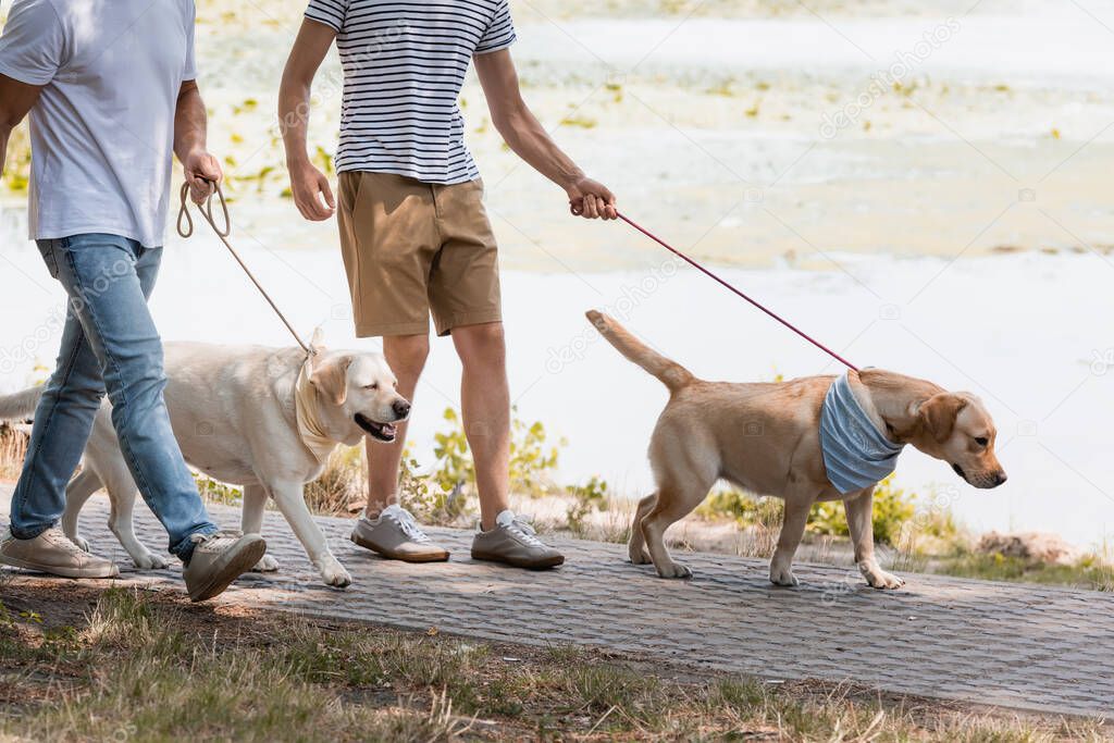 cropped view of father and teenager son holding leashes while walking with golden retrievers near lake 