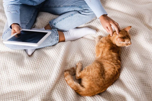 Cropped View Woman Holding Digital Tablet Blank Screen Petting Cat — Stock Photo, Image