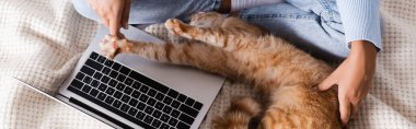 Yatakta dizüstü bilgisayarın yanındaki kedi patisine dokunan kadının panoramik görüntüsü. 
