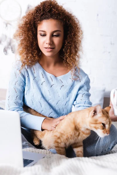 女人在床上爱抚猫的时候看笔记本电脑的选择性焦点 — 图库照片
