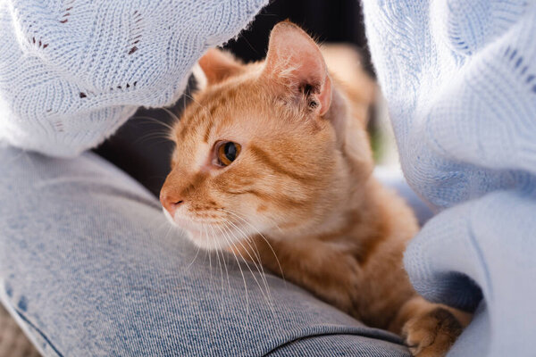 Cropped view of ginger cat sitting near legs on woman 