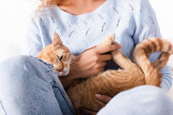 Cropped view of woman in jeans and sweater holding ginger cat 