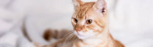 Horizontale Oogst Van Tabby Kat Wegkijkend Thuis — Stockfoto