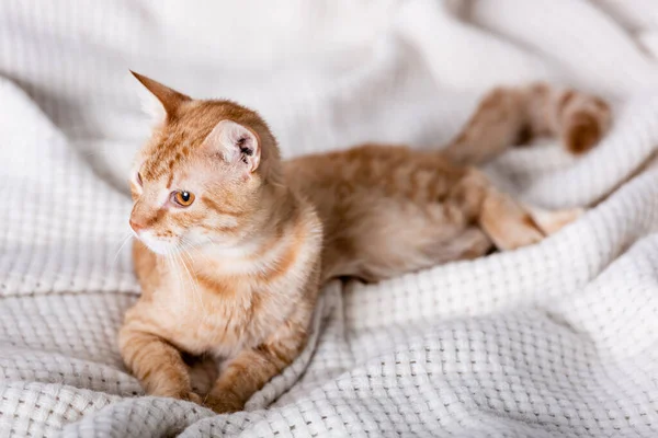 Selective Focus Ginger Cat Looking Away Blanket Bedroom — Stock Photo, Image