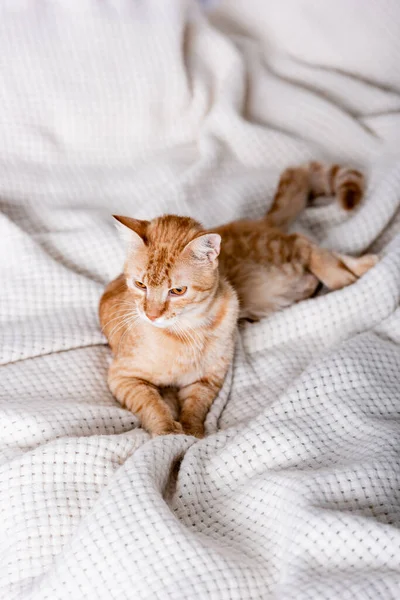 Selektiver Fokus Der Tabby Katze Die Hause Bett Liegt — Stockfoto