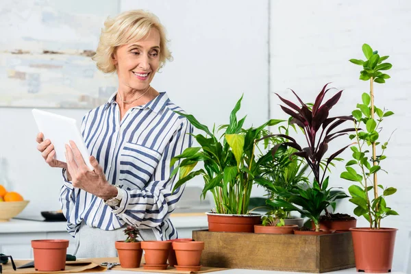 Усміхнена старша жінка тримає цифровий планшет і дивиться на красиві кімнатні рослини в горщиках — стокове фото