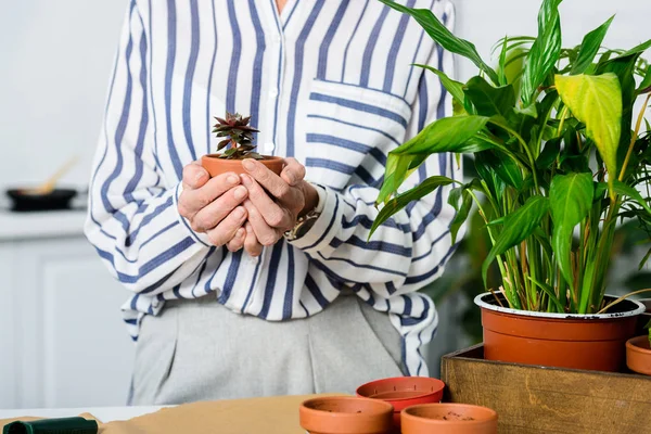 Tiro recortado de mujer mayor sosteniendo hermosa planta pequeña maceta - foto de stock