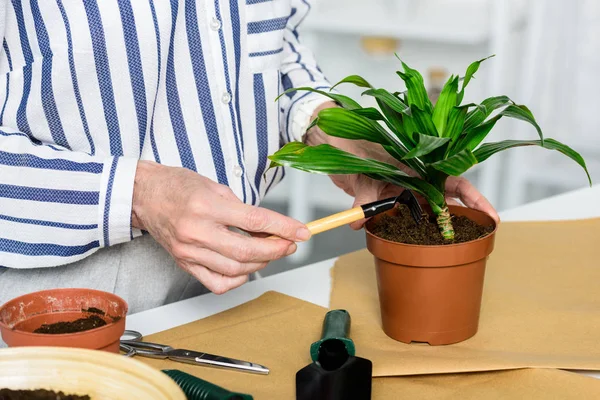 Schnittwunden an Seniorin, die schöne grüne Pflanze im Topf kultiviert — Stockfoto
