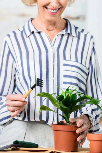 Recortado disparo de sonriente mujer mayor cultivando planta de interior en casa - foto de stock