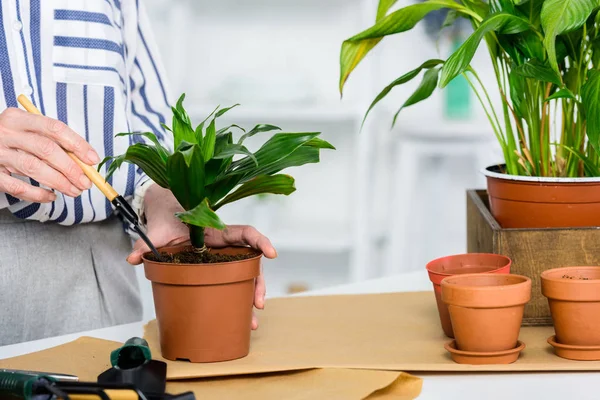 Primer plano vista parcial de la mujer mayor cultivando plantas en maceta - foto de stock