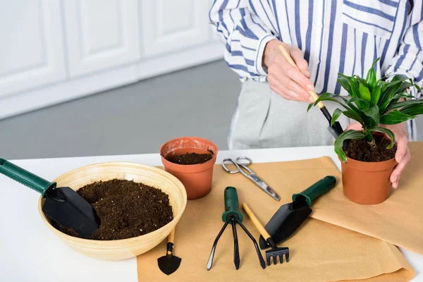 Tiro cortado de mulher sênior plantando planta de sala verde em casa — Fotografia de Stock