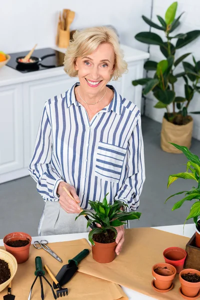 Высокий угол обзора счастливой пожилой женщины, культивирующей домашнее растение и улыбающейся перед камерой — стоковое фото