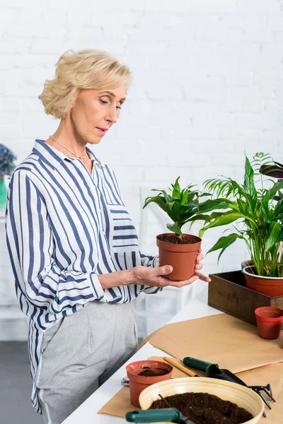 Focused senior woman holding green potted plant at home — Stock Photo