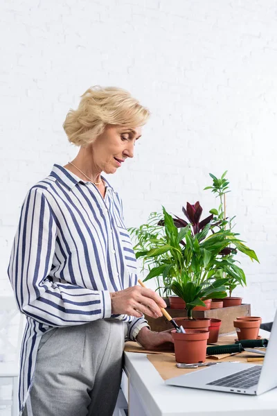 Улыбающаяся пожилая женщина культивирует растения в горшках и использует ноутбук дома — стоковое фото