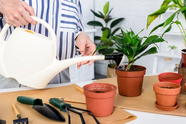 Tiro recortado de la mujer mayor regar plantas en maceta en casa - foto de stock
