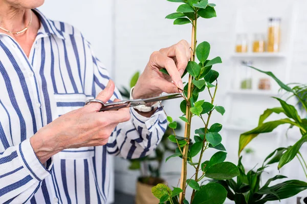 Schnittwunden bei Seniorin, die zu Hause mit Schere grüne Blätter schneidet — Stockfoto